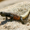 A nice fat chuckwalla pumping in the sun.