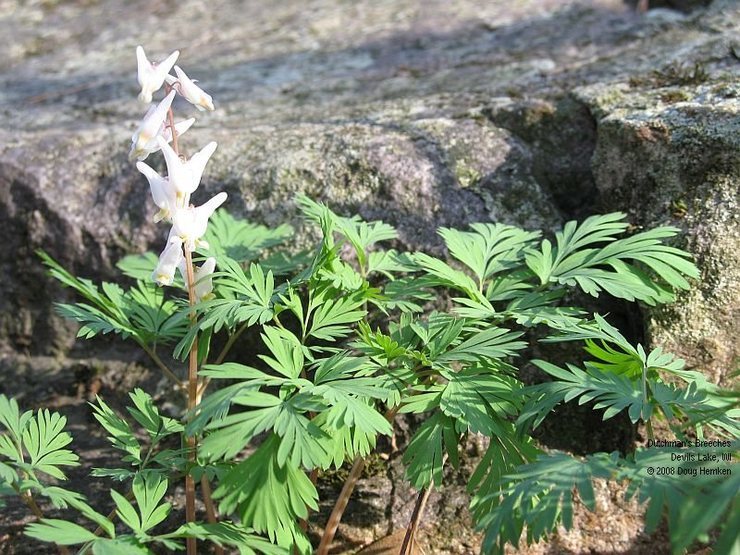 Spring has returned.  Dutchmans Breeches.