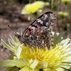 Butterfly and Desert Dandelion, Joshua Tree NP