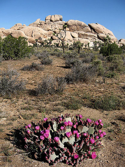 Beavertail in bloom.<br>
Photo by Blitzo.