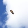 Redtail Hawk, circling its nest on the tower at rattlesnake pass.