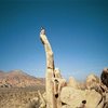 John - Aiguelle de Joshua Tree