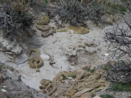Seasonal Mass Snake Migration in Sinks Canyon.  Thousands of snakes moving in packs of two to nine.  Dangerous and extremely aggressive!  Known to swarm.  Have cut dogs to pieces and disarmed people swinging shovels at them.