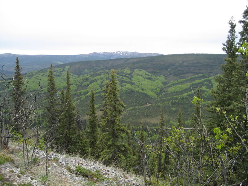 From the top of the ridge and looking to the South-East at elev. 1290. Globe Creek drainage can be seen clearly with the Wickersham Dome in the background. 