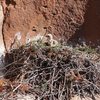 Baby Red Tailed Hawk