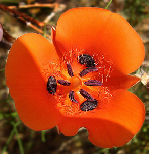 Mariposa Tulip-spring 2008. At Stonehenge.<br>
Photo by Blitzo.