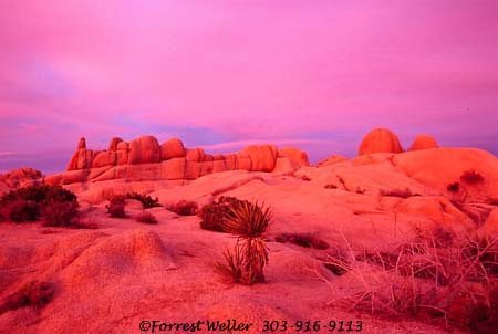 Joshua Tree Sunrise