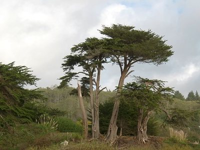 Looking inland, Moonstone Beach 