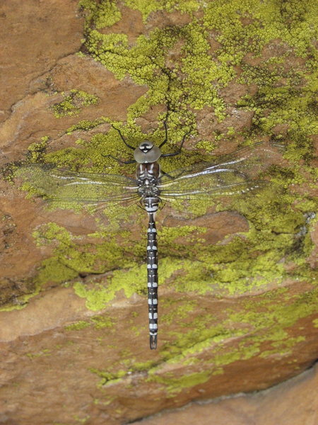 Dragonfly @ Horsetooth, Photo by John M.