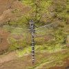 Dragonfly @ Horsetooth, Photo by John M.