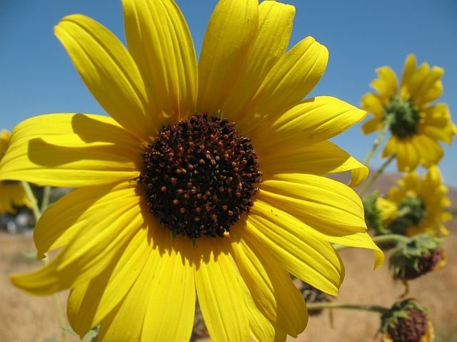 Trailside sunflowers, Riverside Quarry