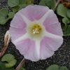 Beach Morning Glory on the approach to Promontory.