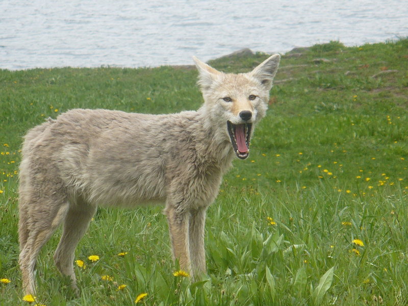 YNP wildlife, July 2007 - coyote