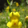 Monkeyflower (Mimulus guttatus), Tramway<br>
