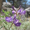 San Jacinto Lupine (Lupinus hyacinthinus), Tramway.