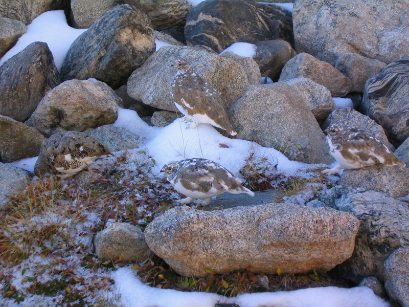 Ptarmigans near Lake Isabelle.