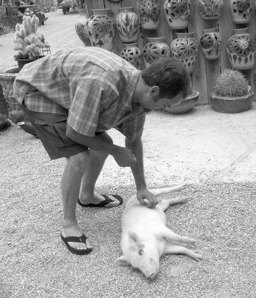 "Breathe piggy, breathe. Call 911!"<br>
<br>
The nice piggy at Cactus Joes Nursery By Red Rock off of highway 159.<br>
<br>
Great place to visit!