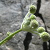 Ranger's Buttons (Sphenosciadium capitellatum), Mammoth Lakes.  