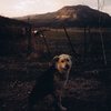 Jake, Sally's dog, looking at me as I enjoy a nice view of the cliff band pre - Dalton Ranch development....