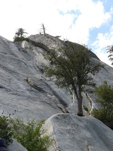 Roughly the line of Serpentine is from slightly left of the base of the large tree, almost straight up the wall tending a bit left. Most of the line is visible in this picture. 