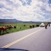 A Black Canyon Traffic Jam.  Photo by Tony Bubb, 5/08.