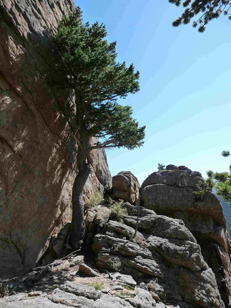 The pine tree near the bottom of Byrontosaurus.