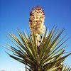 Mojave Yucca (Yucca schidigera) near Pinkham Canyon Road