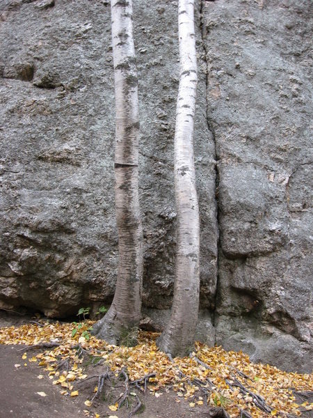 The two small birch trees at the base of Old People's Dome.