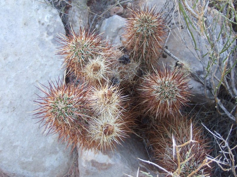 A desert cactus.