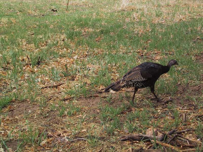 A local resident (wild turkey).