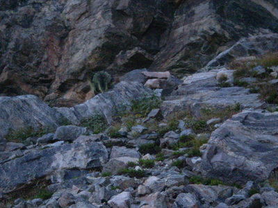 Can you spot this unusual visitor?  A porcupine up near the base...wow.  A bit blurry due to low light & zoom.