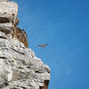 redtail hawk