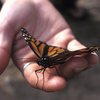 Over-wintering Monarch butterfly, Central Coast of California.  <br>
<br>
If you happen to be climbing on the Central Coast in December or January, be sure to stop by Ellwood Main, the seas-side bluffs near UC Santa Barbara.  Ellwood is home to the largest wintering population of butterflies in the state of California (some years boasting more than 1 million of the beautiful creatures).