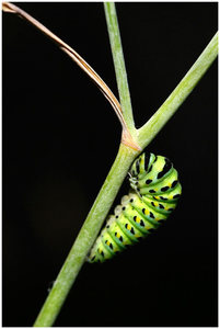 Anise Swallowtail Caterpillar, in the process of becoming a chrysalis, photographed in San Ysidro Canyon.<br>
<br>
Dozens of chrysalises can be seen on fennel plants in San Ysidro canyon during the Fall when the plants are in seed.
