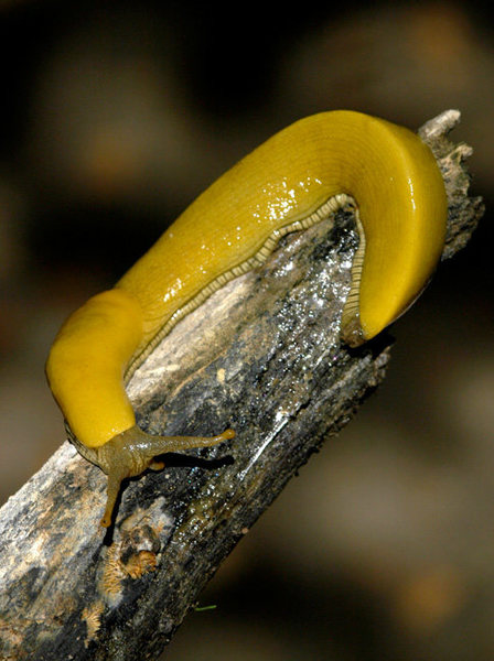 The rare and elusive Banana Slug calls San Ysidro home.  Look for these warm and cuddly critters along the climbers trail that connects the Fire Road to the actual crag.