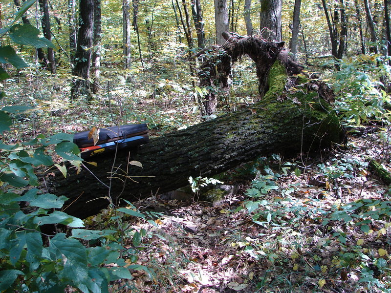 When you get to this down tree on the trail, turn right and walk 50 yards to the rock.