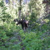 moose. Grand Teton, NP