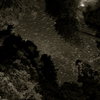 Big trees in campfire light with star trails above canopy