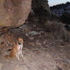 Good spot to tie up the dog by chain rock.