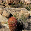 Red barrel cactus and The Rosetta Stone.<br>
Photo by Blitzo. 