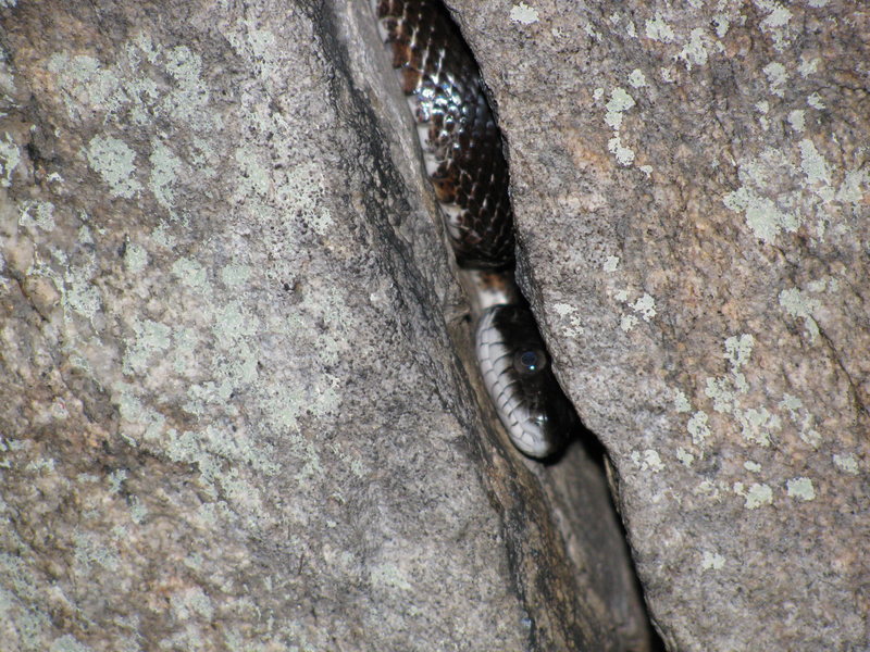 Splitter fingers with a surprise on halloween! Cluster area of Rumbling Bald.