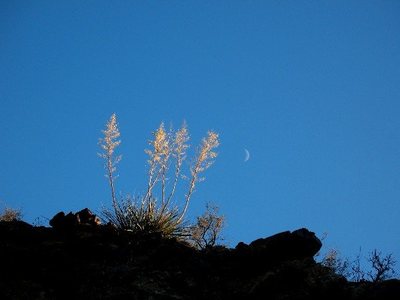Moon and nolinas in Loveland, Joshua Tree NP