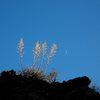 Moon and nolinas in Loveland, Joshua Tree NP