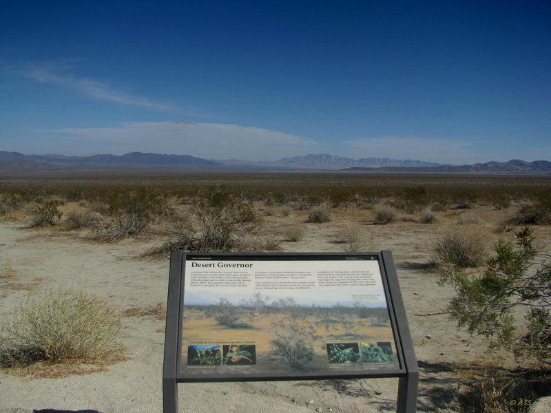 The vast Pinto Basin