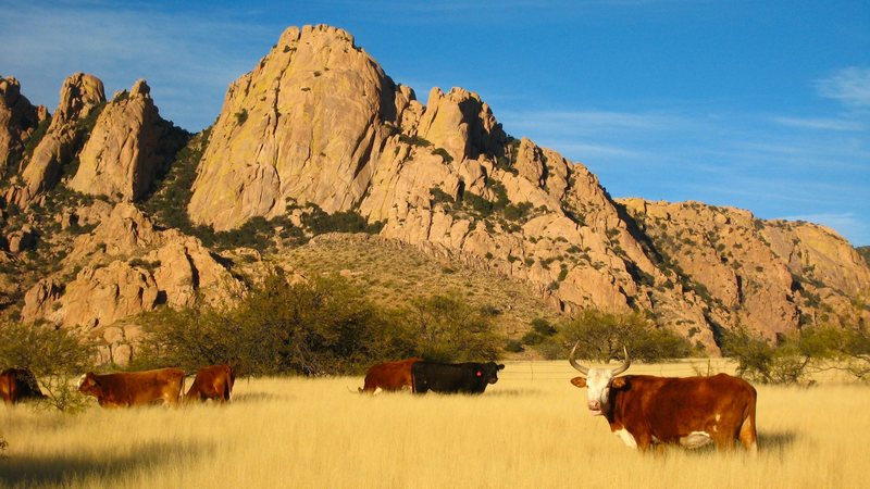 Cattle grazing near the Sheepshead