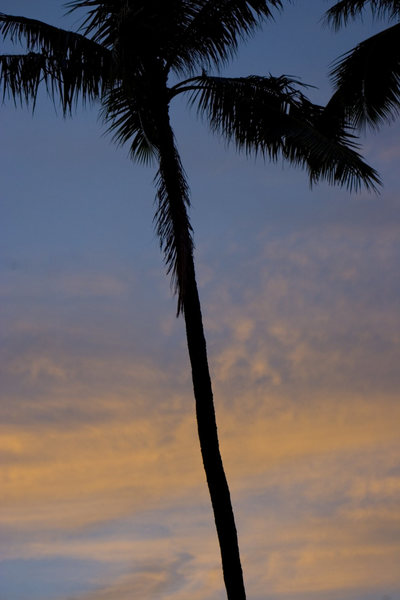 Palm tree at sunrise