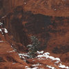 Snowy Panty Wall pine tree. Dec 18, 2008.