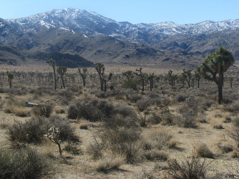 Joshua Tree National Park