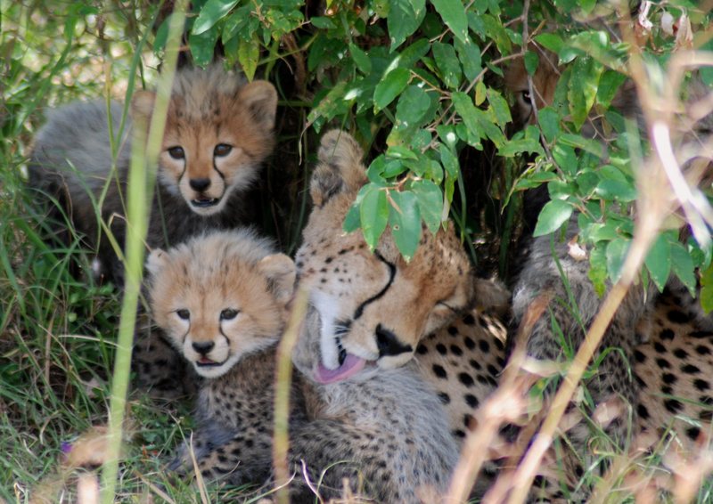 A few pals I met in the wild in Massai Mara, Kenya... July 2007. This shot was take at ~30-40 feet distance.  Cheetahs do not and will not attack humans.