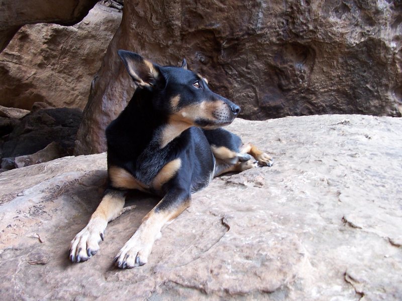 Celyn's dog "Shelby" cools herself on the Bat Cave's floor.  